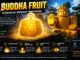 buddha fruit blox fruits